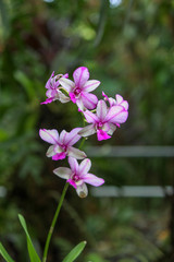Fototapeta na wymiar Purple flower