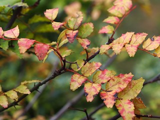 紅葉した山椒