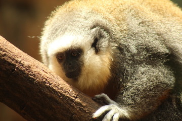 lemur on tree
