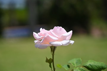 rose, garden, flower