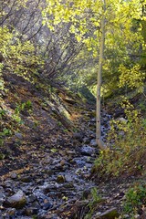 Hiking path views in Oquirrh Mountains with fall leaves along the Wasatch Front Rocky Mountains, by Kennecott Rio Tinto Copper mine, Tooele and the Great Salt Lake Valley, Utah, United States.