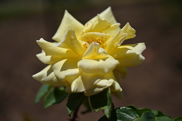 Fototapeta na wymiar rose, garden, flower