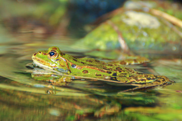 Green Pool Frog in water, Pelophylax lessonae 