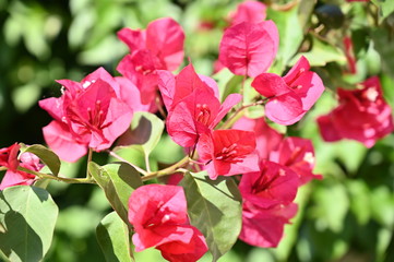 Obraz premium rose, garden, flower