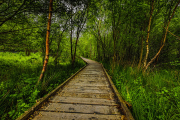 Obraz premium Old bridge and picturesque Scotland morning landscape.