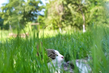 Cat laying in grass 