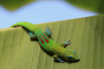 small green lizard in Hawaii