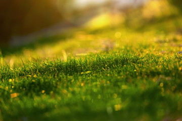 Naklejka premium Bright green grass low angle selective focus. Close up. Texture background concept.