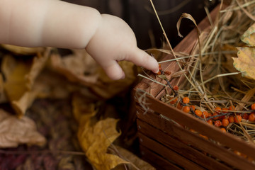 little baby hands. sea buckthorn in his hands. sea buckthorn berries