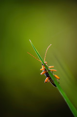 Beautiful macro bug photo. Bug posing, sitting on the grass.