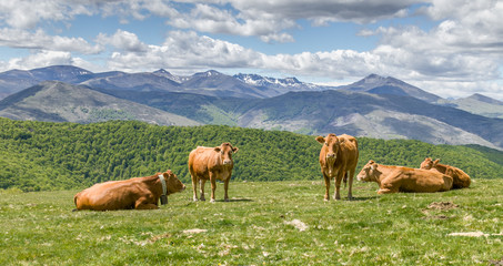 Cows in a green meadow