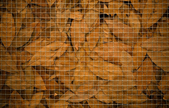 dried leaves behing grid