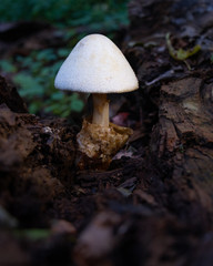 mushroom in forest