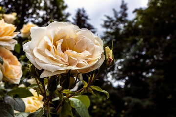 Fototapete bei efototapeten.de bestellen   