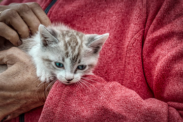 An adorable kitten in the arms of its owner