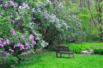Bench in the Lilac Garden