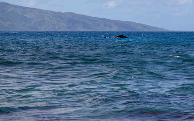 Fototapeta premium baleine