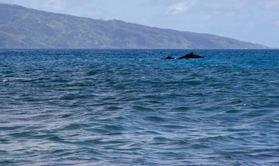 Obraz premium baleines et baleineau