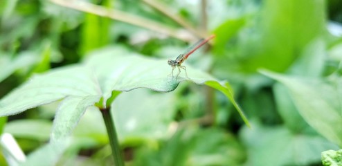 Dragonfly on leaf