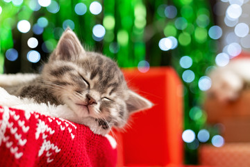Sleeping Christmas kitten. Beautiful little tabby sleeping kitten, kitty, cat on red knitted plaid under chrismas tree,gifts at home. Cozy holiday home. Happy New Year animal, pet, cat.