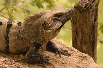 Close up portrait of iguana resting in Riviera Maya, Mexico