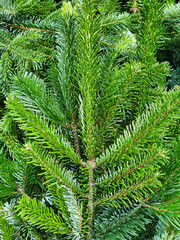 Close up of the Nordmann fir - Abies nordmanniana - full frame