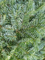 Noble fir Abies nobilis, blue fir, close up view, full frame.