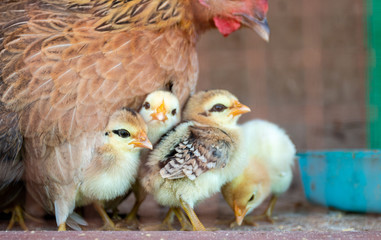 Cute small chick Under the hen's belly