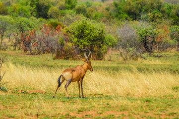 Naklejka na ściany i meble Red hartebeest (Alcelaphus buselaphus caama or Alcelaphus caama) grazing in a nature game South Africa