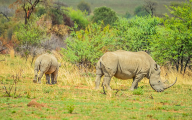Fototapeta premium Endangered Rhino mother and young baby calf in a game reserve in South Africa