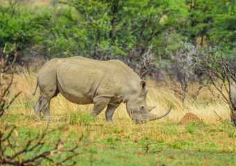 An isolated white Rhinoceros grazing in a nature reserve in South Africa