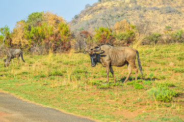 Blue wildebeest ( Connochaetes taurinus ) grazing in a South African game reserve