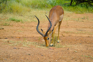 Impala antelope in South African game reserve