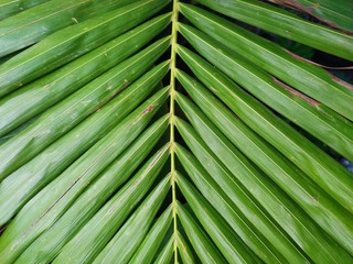green leaf of palm tree