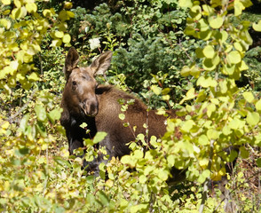 A moose calf rests in the thick forest foliage on a beautiful autumn day.