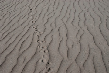 Mojave desert sand dune landscape. Kelso Dunes. Animal tracks. 