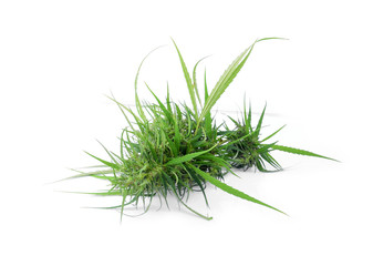 Marijuana isolated on white background