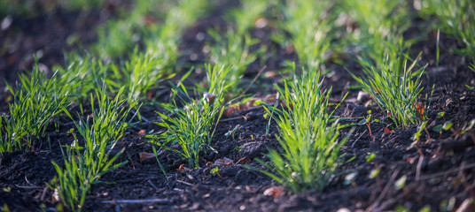 Young green wheat growing in soil. Agricultural proces. Field of young wheat seedlings growing in autumn. sprouting rye agriculture on a field on a foggy autumn day. Sprouts of rye.
