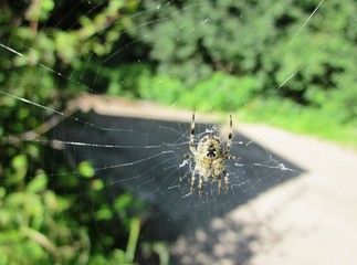 spider weaves a web