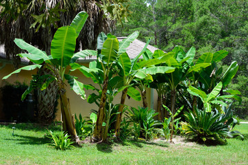 Banana grove in Florida backyard