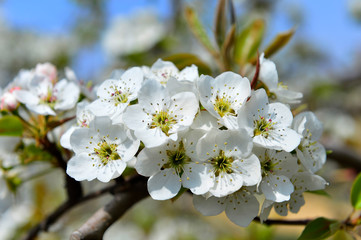 Fototapeta premium Pear flower in full bloom in spring