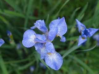 Blue iris flowers with green backgrounds