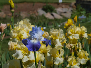 Blue iris flowers with green backgrounds