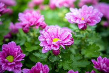 The background image of the colorful flowers