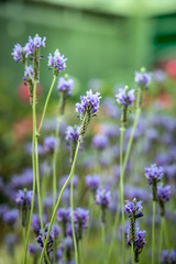 The background image of the colorful flowers
