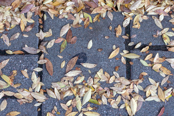 autumn leaves with concrete 
