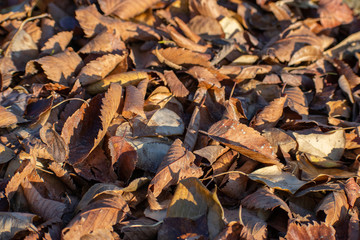 pile of orange autumn leaves in sunset