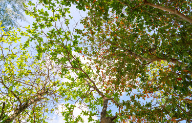 Fototapeta premium Green leaf branch trees on blue sky background