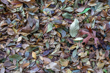 pile of autumn leaves on ground