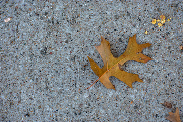 concrete with single fall orange leaf